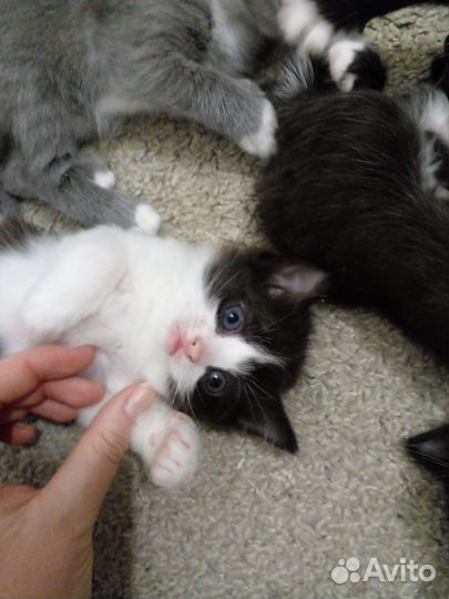 Котята в добрые руки бесплатно