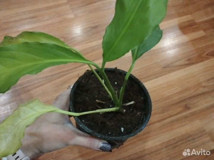 Спатифиллум