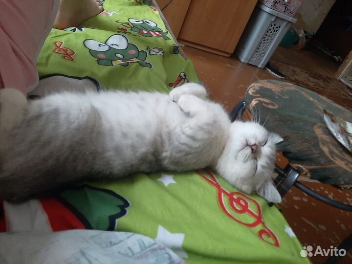 Шотландская кошечка