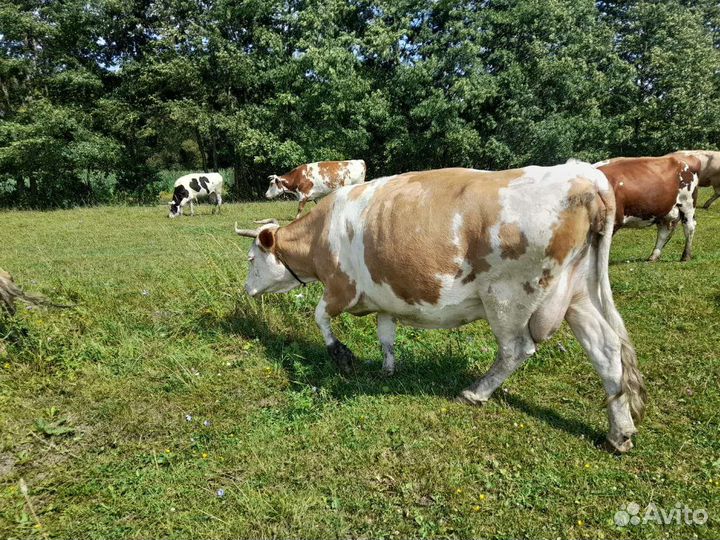 2 Коровы,отел в сентябре