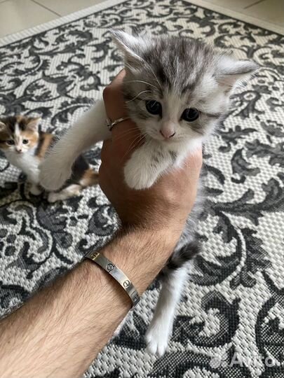 Кошка в дар