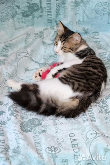 Котенок с нежным обликом и хулиганским поведением