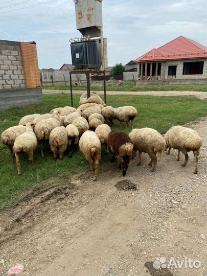 Овцы бараны