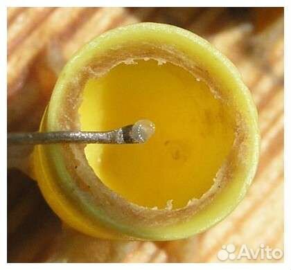 Матки карника