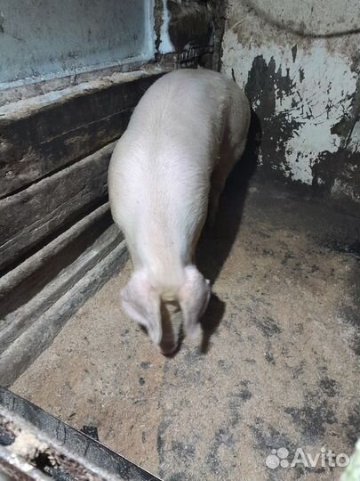 Хряк ландрас (обмен)