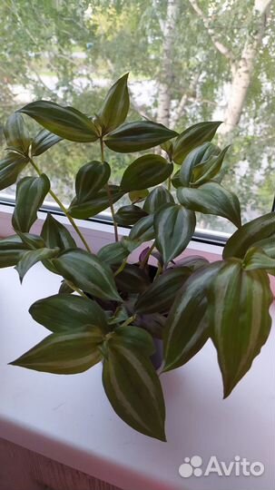 Традесканция