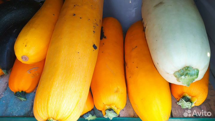 Кабачки домашние