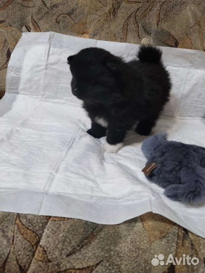 Щенки шпица