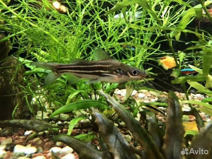 Аквариумные рыбы молинезии, мченосцы