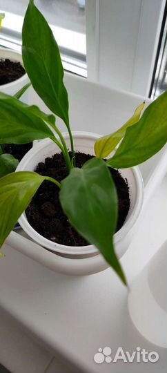 Спатифиллум