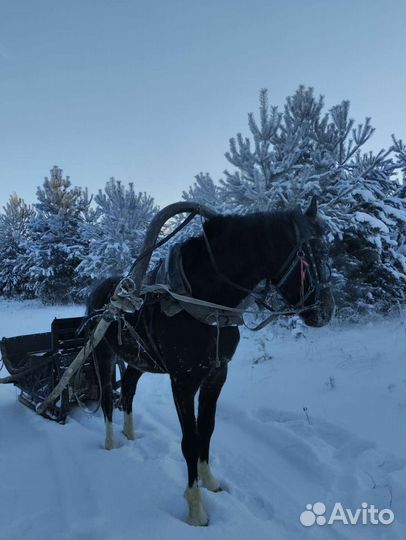 Лошадь жеребец