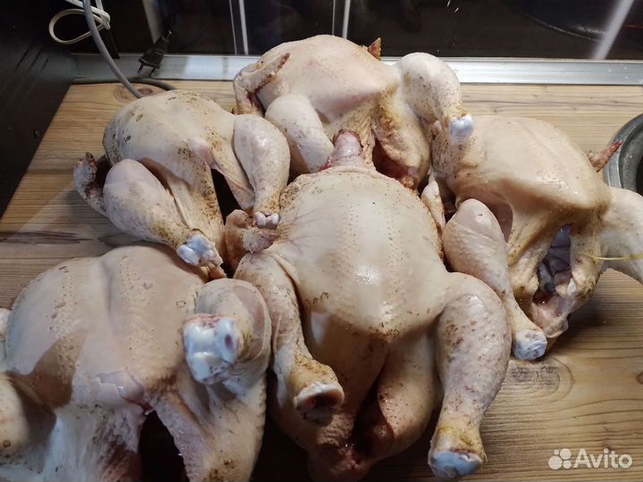 Курочка домашняя