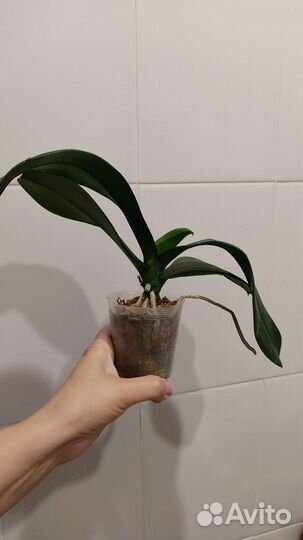 Орхидея фаленопсис бабочка пелор Mei Dar Prince