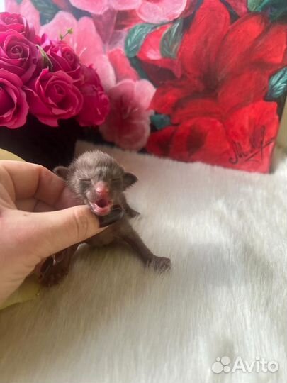 Malvina Altfaizer Kiss