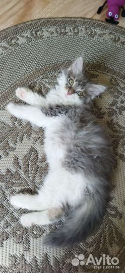 Котик в дар бесплатно