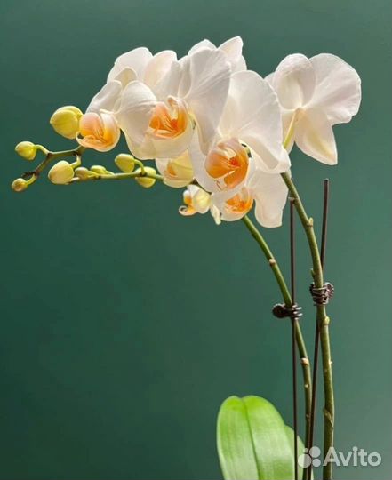 Фаленопсис Дарвин