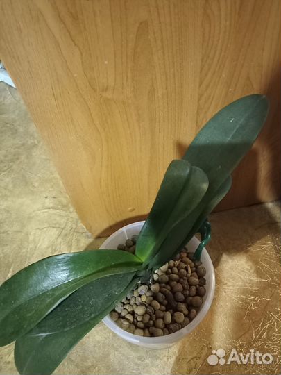 Орхидея фаленопсис