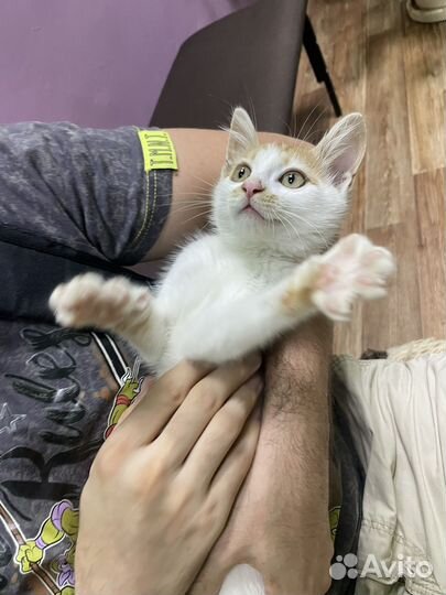 Котенок мальчик бесплатно