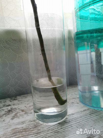 Кувшин фильтр граф