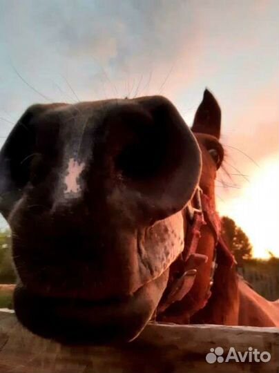 Шетлендские пони