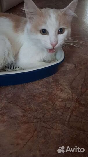 Котик молодой