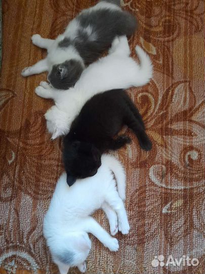 Кошка в дар