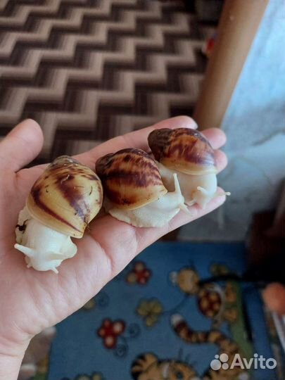 Улитка Архахатина Маргината Овум Альбина