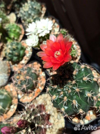 Кактусы гимнокалициум астрофитум лобивия