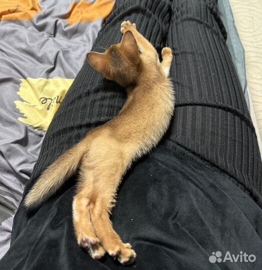 Абиссинские котята