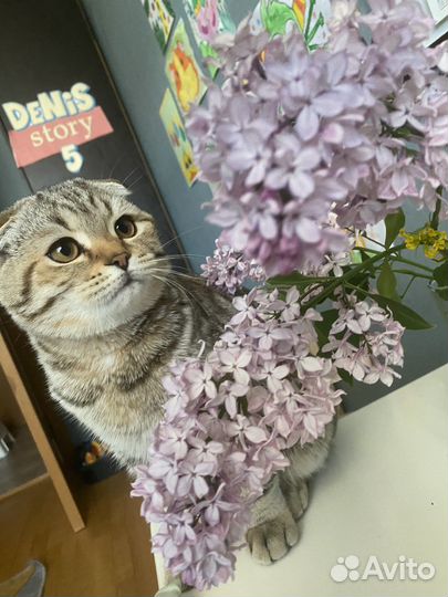 Шотландский котик 7 мес