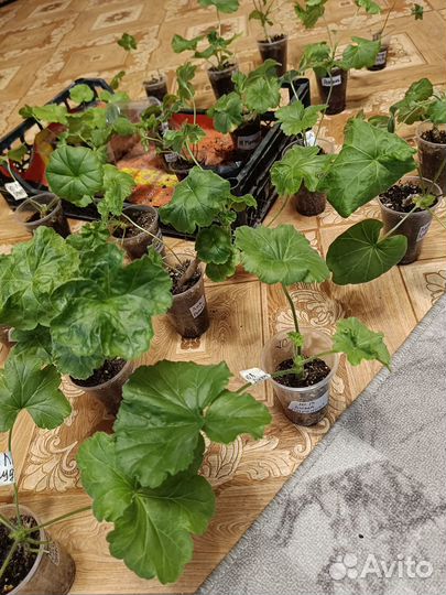 Пеларгонии сортовые