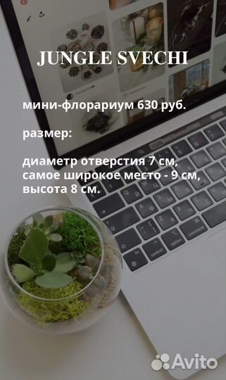 Флорариум суккуленты эхеверии