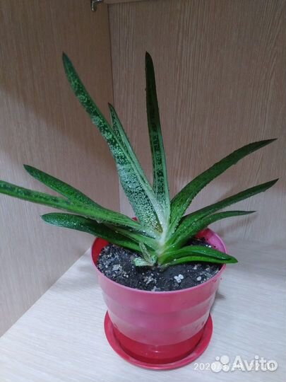 Суккуленты для мини садов