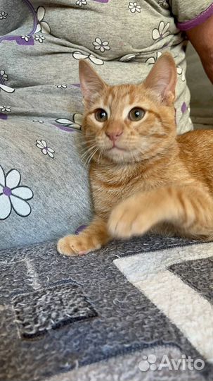 Европейская