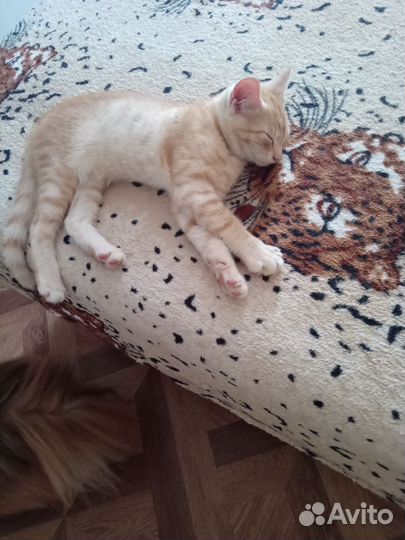 Котенок очень хочет быть домашним