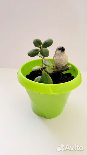 Толстянка или денежное дерево