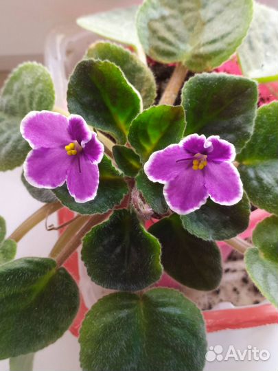 Цветущие фиалки