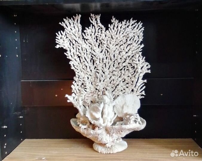 Болъшая композиция из корала