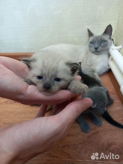 Котята в добрые руки