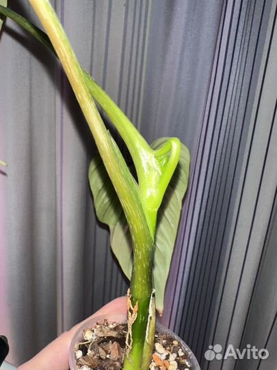 Филодендрон пловмани