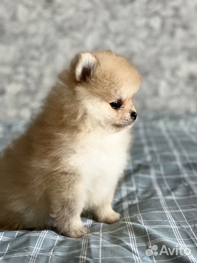 Немецкий шпиц