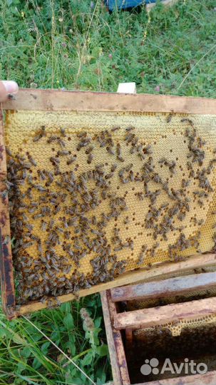 Матки пчелы карника