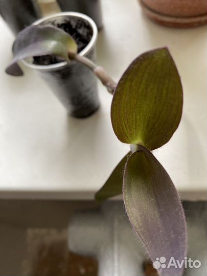 Традесканция пурпурная