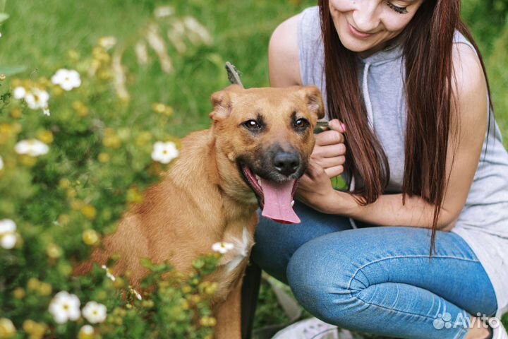 Собака в добрые руки