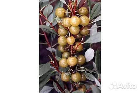 Сливово-вишневый гибрид