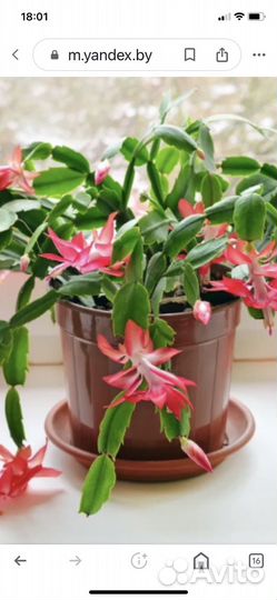 Цветок декабрист