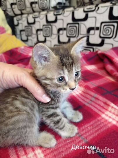 Котята лесного окраса бесплатно