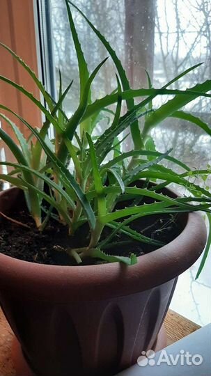 Толстянка, (денежное дерево). Алоэ