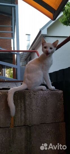 Котёнок белый, мальчик, 5-6 месяцев