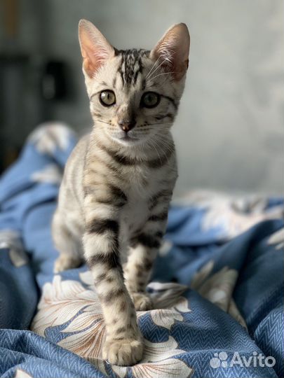 Бенгальские котята. Продажа/обмен